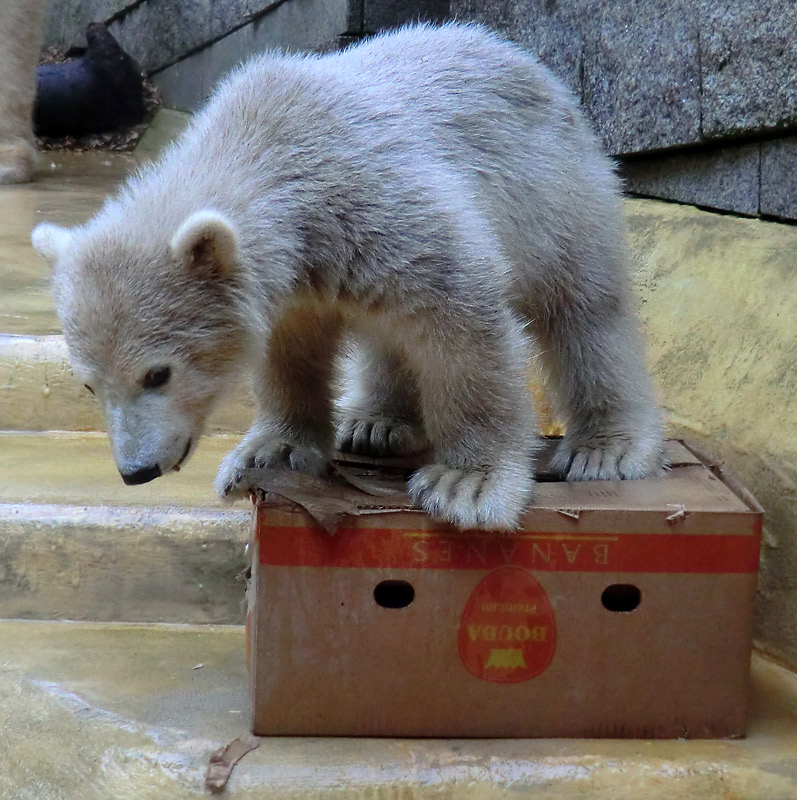 Eisbärbaby ANORI am 20. Mai 2012 im Zoologischen Garten Wuppertal