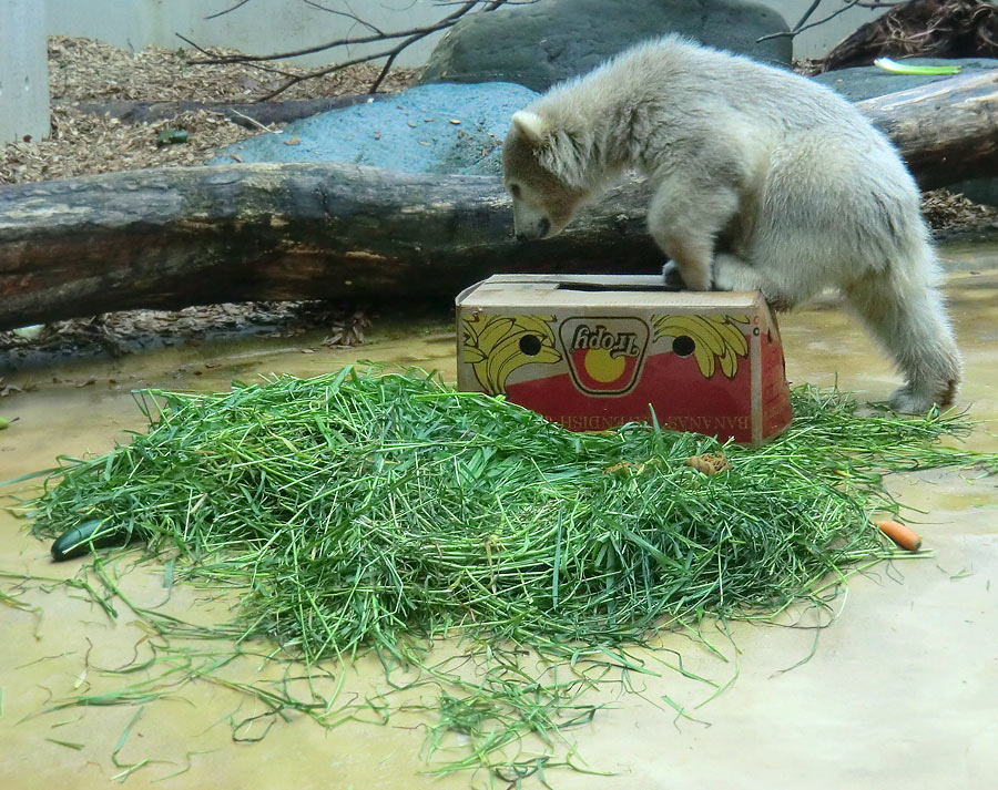 Eisbärbaby ANORI am 20. Mai 2012 im Wuppertaler Zoo