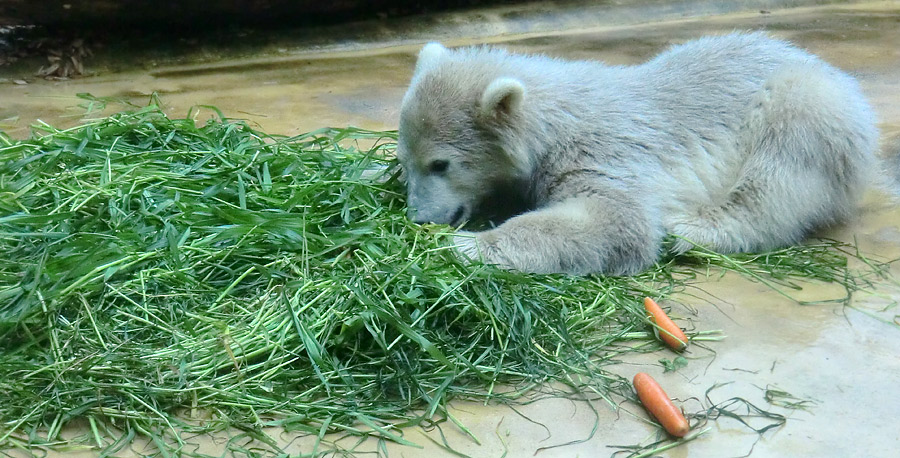 Eisbärbaby ANORI am 20. Mai 2012 im Zoo Wuppertal