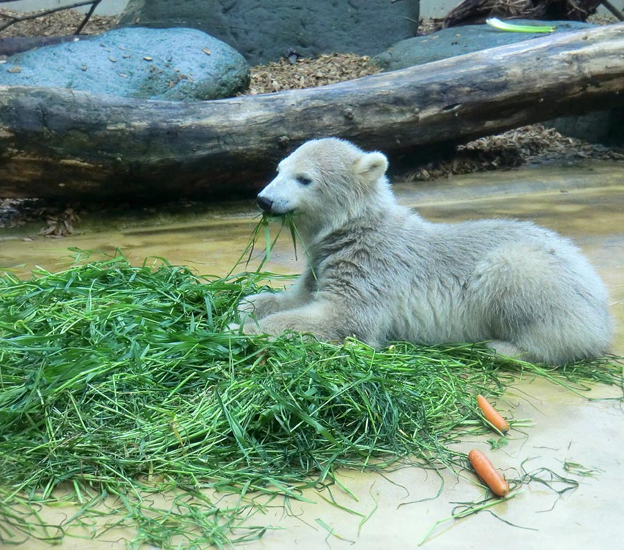 Eisbärbaby ANORI am 20. Mai 2012 im Zoologischen Garten Wuppertal