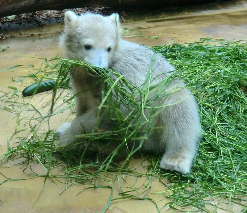 Eisbärbaby ANORI am 20. Mai 2012 im Zoo Wuppertal