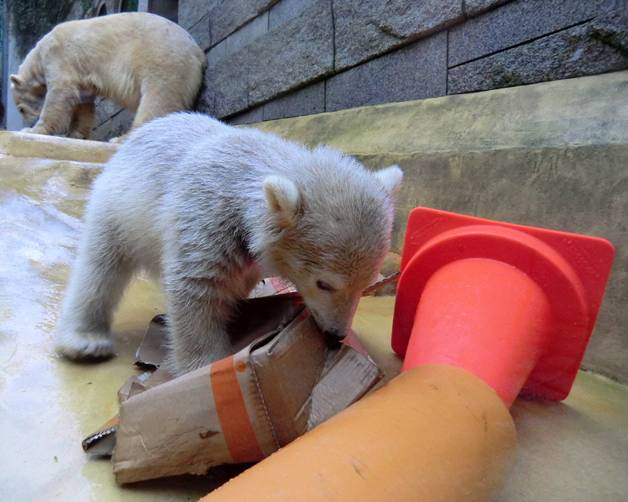 Eisbärbaby ANORI am 20. Mai 2012 im Zoo Wuppertal