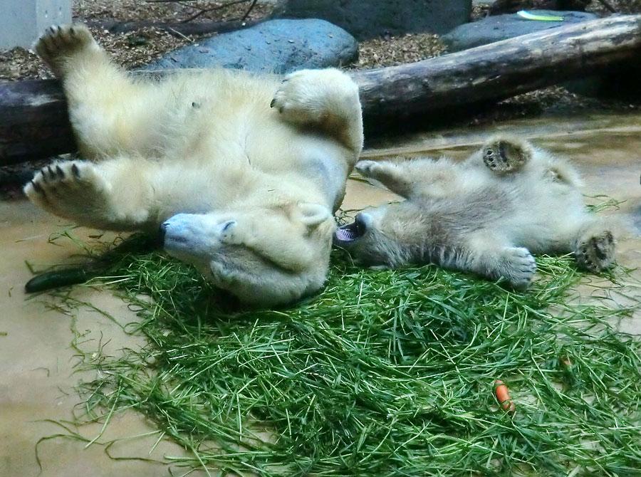 Eisbärin VILMA und Eisbärbaby ANORI am 20. Mai 2012 im Wuppertaler Zoo
