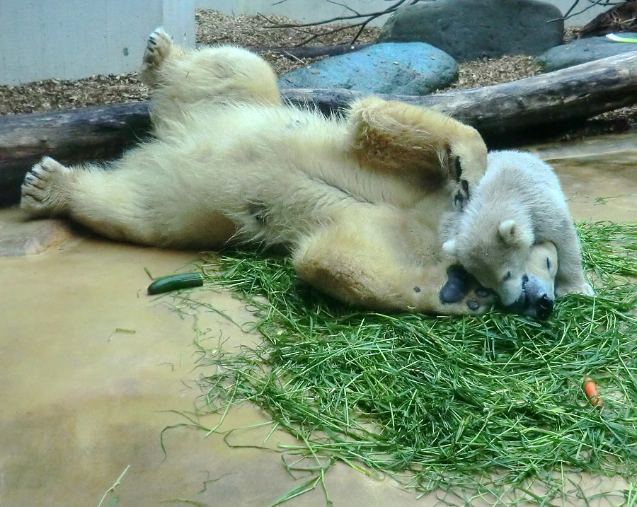 Eisbärin VILMA und Eisbärbaby ANORI am 20. Mai 2012 im Zoo Wuppertal