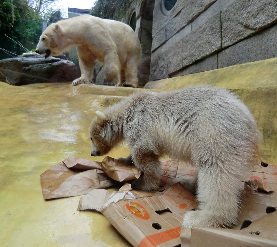 Eisbärbaby ANORI und Eisbärin VILMA am 20. Mai 2012 im Zoologischen Garten Wuppertal