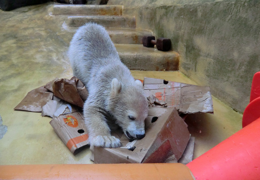 Eisbärbaby ANORI am 20. Mai 2012 im Wuppertaler Zoo