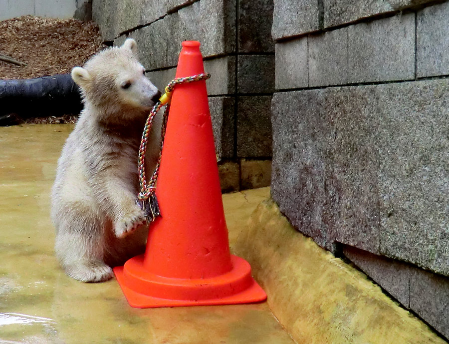 Eisbärbaby ANORI am 21. Mai 2012 im Zoo Wuppertal