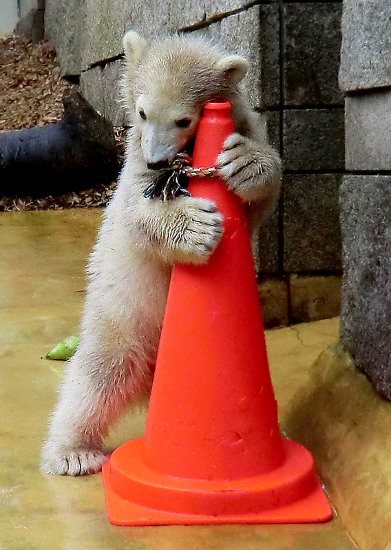Eisbärbaby ANORI am 21. Mai 2012 im Wuppertaler Zoo
