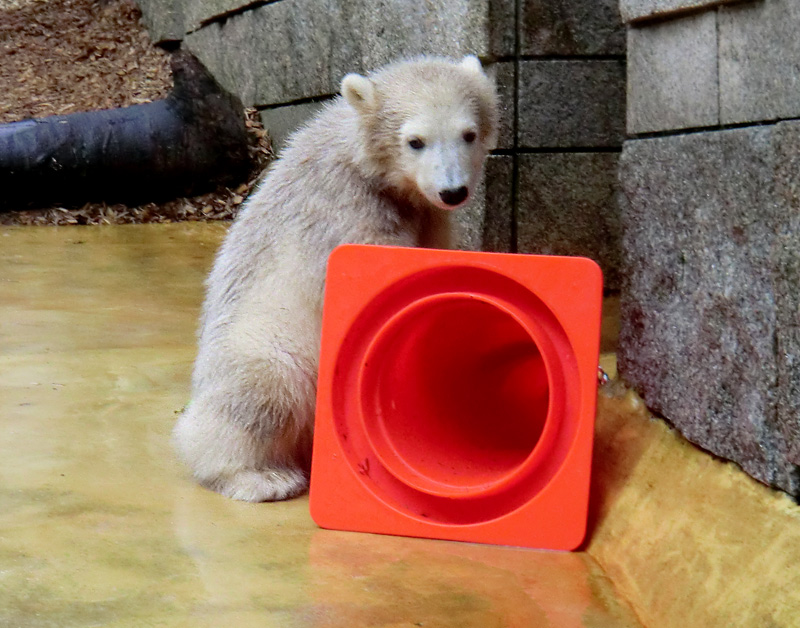 Eisbärbaby ANORI am 21. Mai 2012 im Zoo Wuppertal