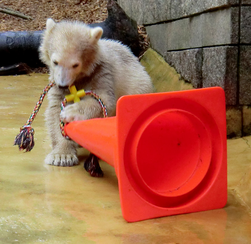 Eisbärbaby ANORI am 21. Mai 2012 im Zoologischen Garten Wuppertal