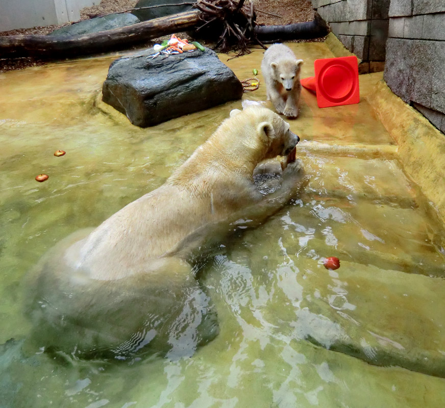 Eisbärin VILMA und Eisbärbaby ANORI am 21. Mai 2012 im Zoo Wuppertal