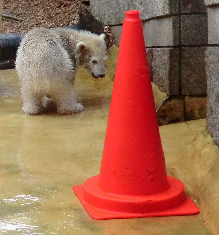 Eisbärbaby ANORI am 21. Mai 2012 im Wuppertaler Zoo