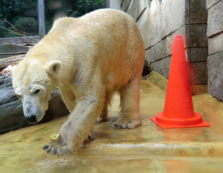 Eisbärin VILMA am 21. Mai 2012 im Zoologischen Garten Wuppertal