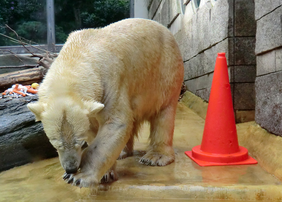 Eisbärin VILMA am 21. Mai 2012 im Zoo Wuppertal