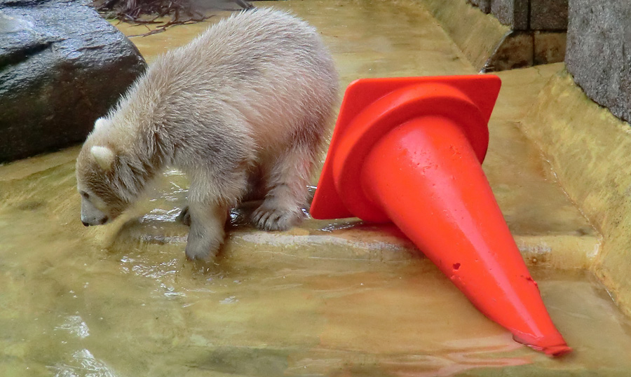 Eisbärbaby ANORI am 21. Mai 2012 im Zoo Wuppertal