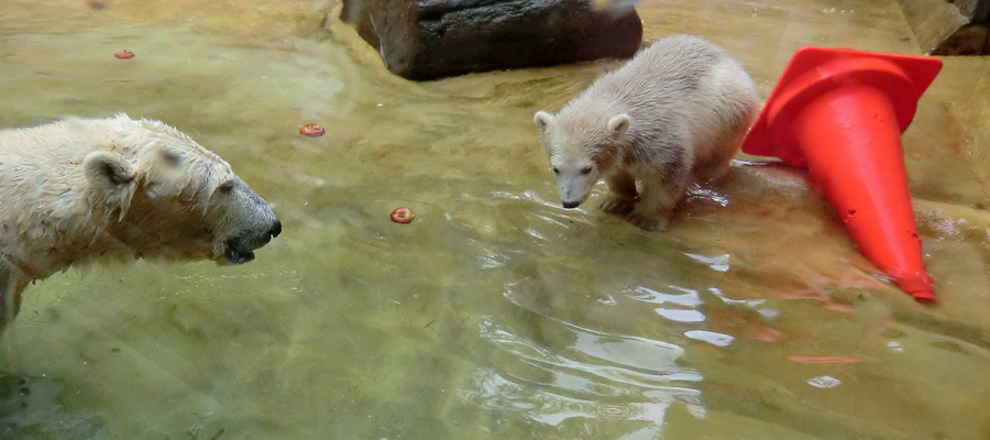 Eisbärin VILMA und Eisbärbaby ANORI am 21. Mai 2012 im Zoologischen Garten Wuppertal