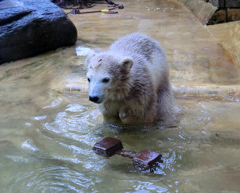 Eisbärbaby ANORI am 21. Mai 2012 im Zoologischen Garten Wuppertal