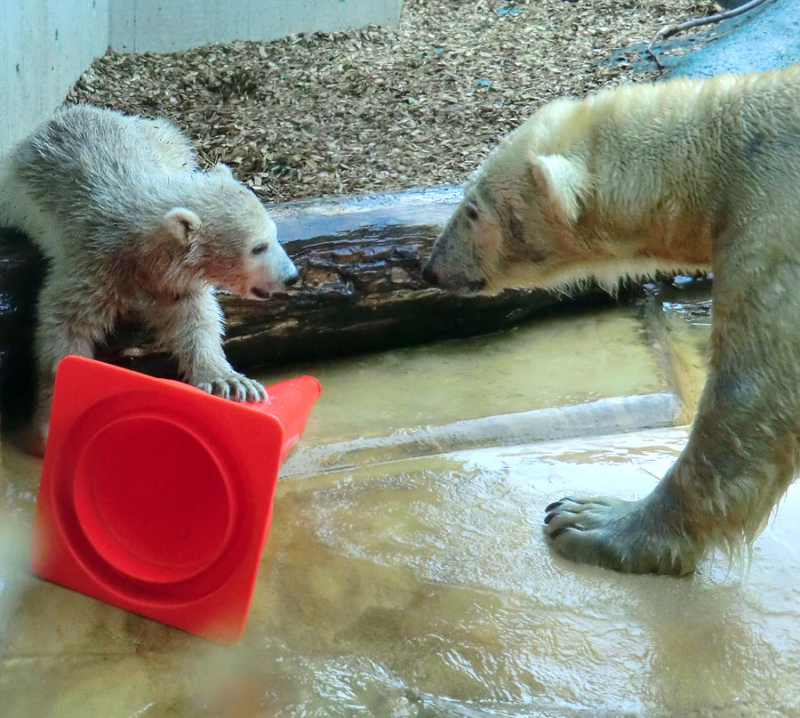 Eisbärbaby ANORI und Eisbärin VILMA am 21. Mai 2012 im Wuppertaler Zoo