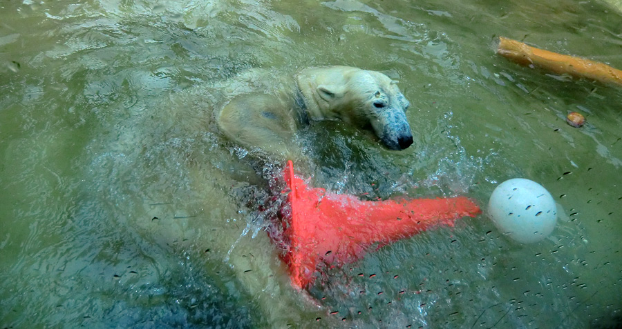 Eisbärin VILMA am 21. Mai 2012 im Zoologischen Garten Wuppertal