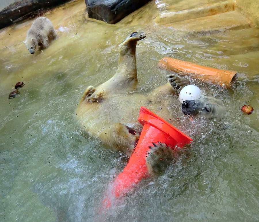 Eisbärbaby ANORI und Eisbärin VILMA am 21. Mai 2012 im Zoologischen Garten Wuppertal