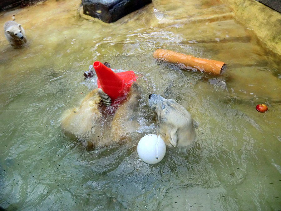 Eisbärbaby ANORI und Eisbärin VILMA am 21. Mai 2012 im Wuppertaler Zoo