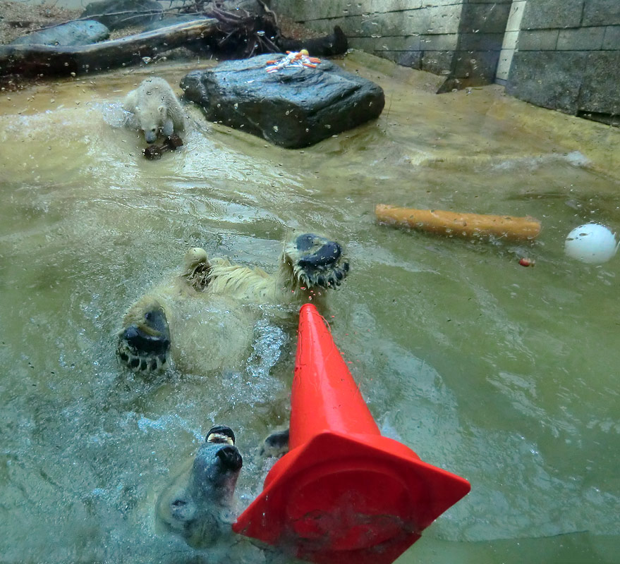 Eisbärin VILMA und Eisbärbaby ANORI am 21. Mai 2012 im Zoo Wuppertal