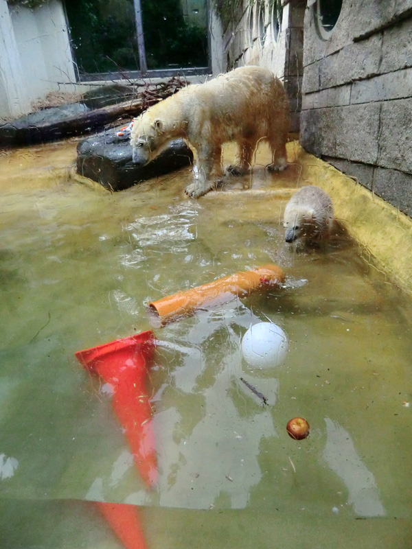 Eisbärin VILMA und Eisbärbaby ANORI am 21. Mai 2012 im Zoologischen Garten Wuppertal