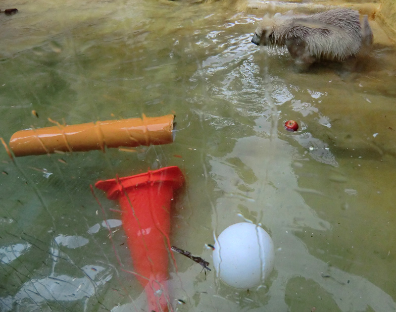 Eisbärbaby ANORI am 21. Mai 2012 im Wuppertaler Zoo