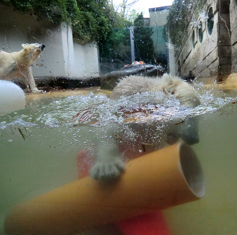 Eisbärin VILMA und Eisbärbaby ANORI am 21. Mai 2012 im Zoologischen Garten Wuppertal