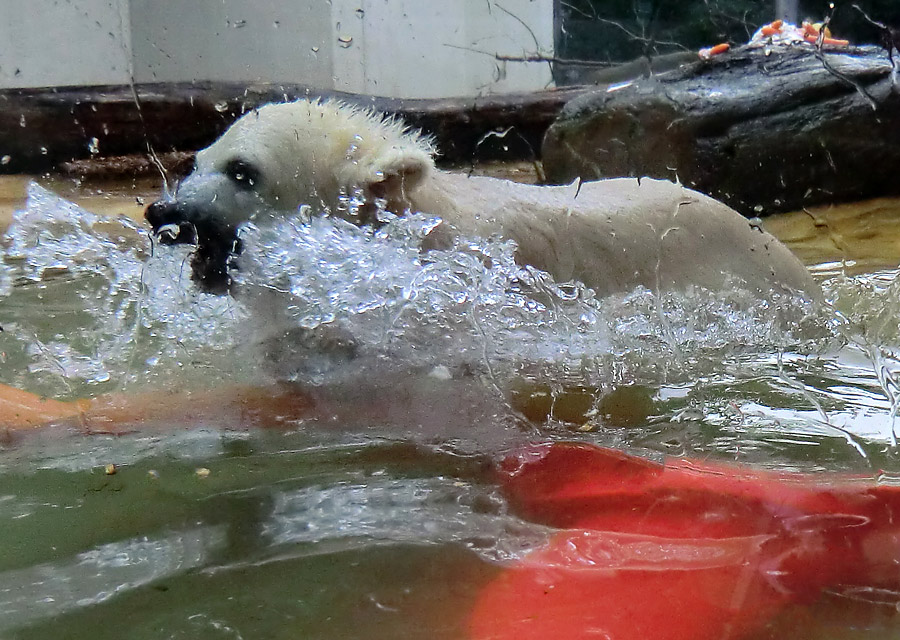 Eisbärbaby ANORI am 21. Mai 2012 im Zoologischen Garten Wuppertal