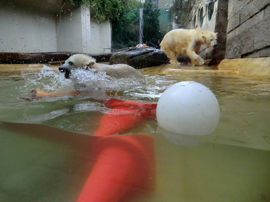 Eisbärbaby ANORI und Eisbärin VILMA am 21. Mai 2012 im Zoo Wuppertal