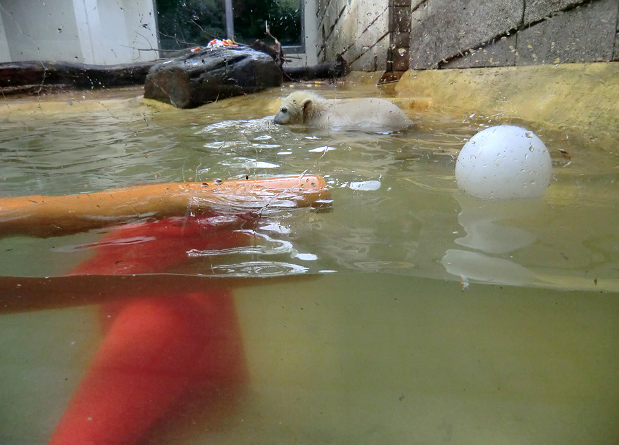 Eisbärbaby ANORI am 21. Mai 2012 im Wuppertaler Zoo