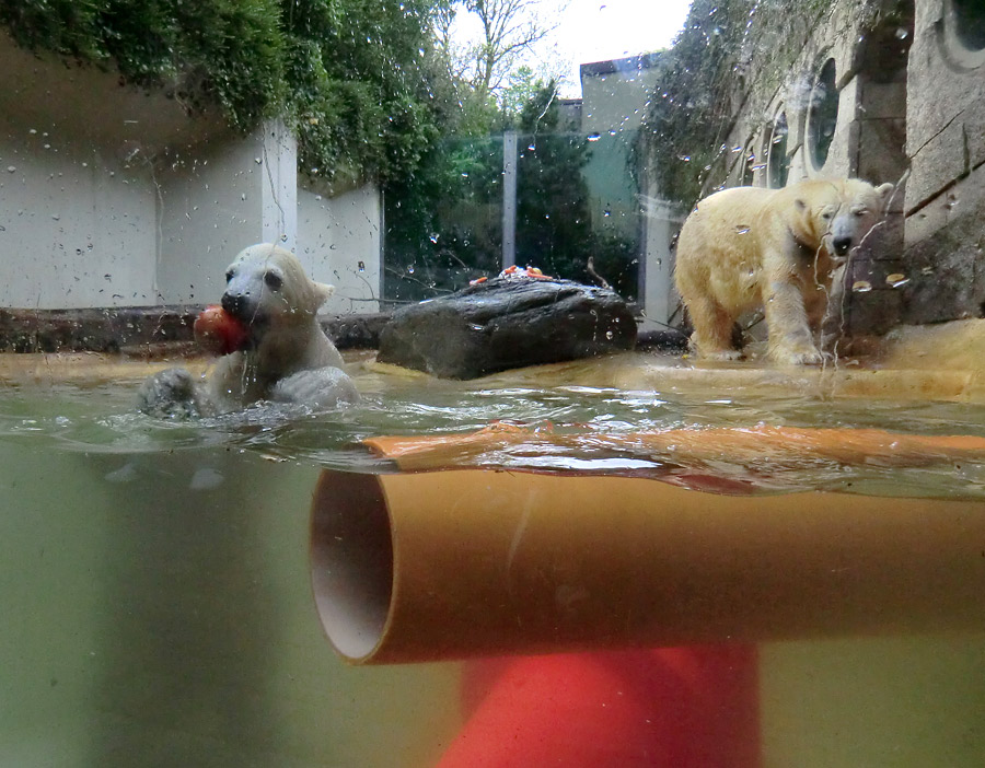 Eisbärbaby ANORI und Eisbärin VILMA am 21. Mai 2012 im Zoologischen Garten Wuppertal