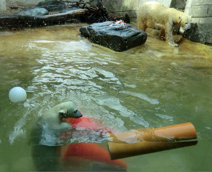 Eisbärbaby ANORI und Eisbärin VILMA am 21. Mai 2012 im Zoologischen Garten Wuppertal