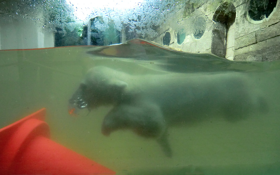 Eisbärbaby ANORI am 21. Mai 2012 im Zoo Wuppertal