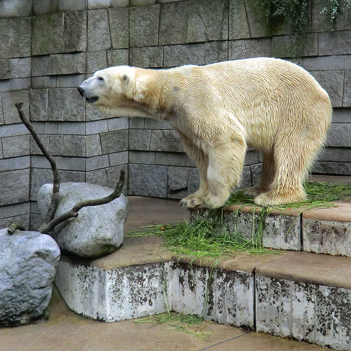 Eisbär LARS am 21. Mai 2012 im Wuppertaler Zoo