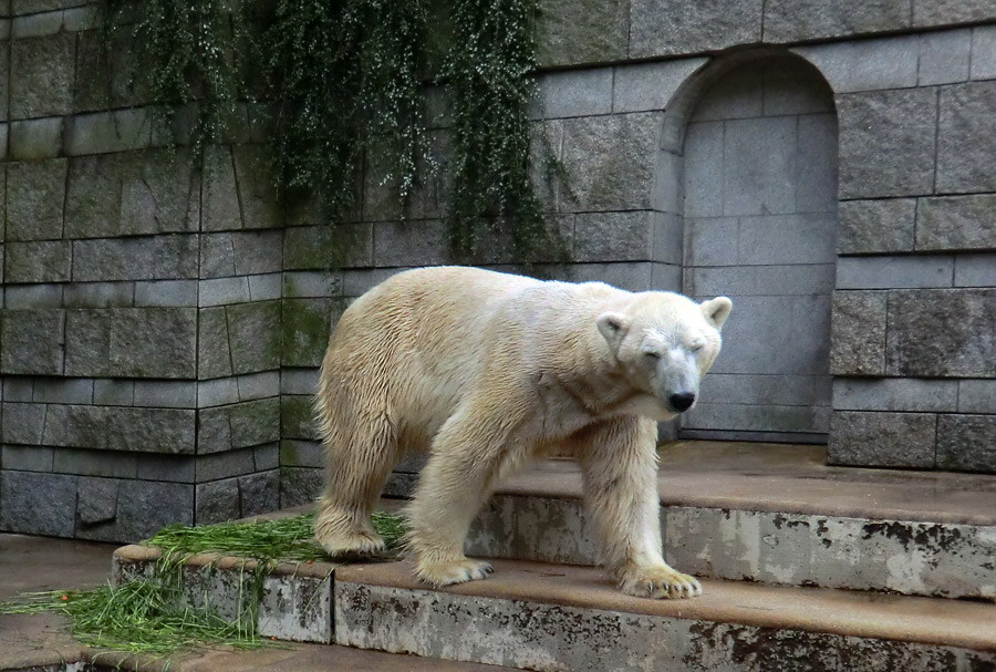 Eisbär LARS am 21. Mai 2012 im Zoologischen Garten Wuppertal