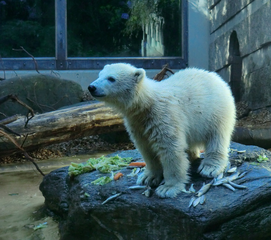 Eisbärbaby ANORI am 26. Mai 2012 im Zoologischen Garten Wuppertal