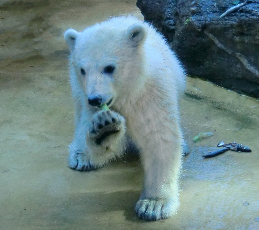 Eisbärbaby ANORI am 26. Mai 2012 im Wuppertaler Zoo