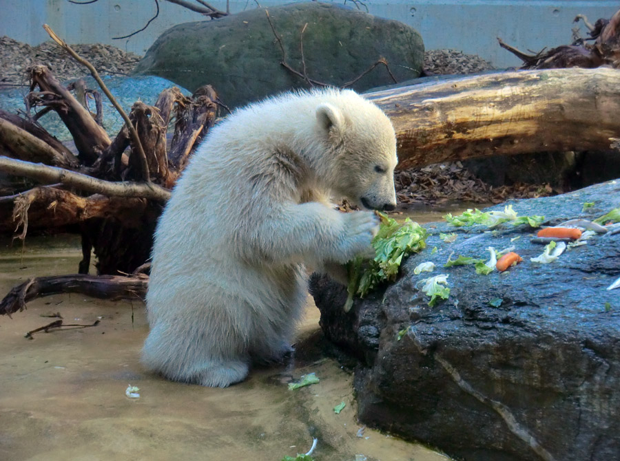 Eisbärbaby ANORI am 26. Mai 2012 im Wuppertaler Zoo