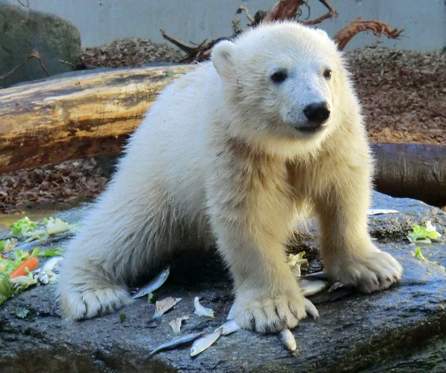 Eisbärbaby ANORI am 26. Mai 2012 im Zoologischen Garten Wuppertal