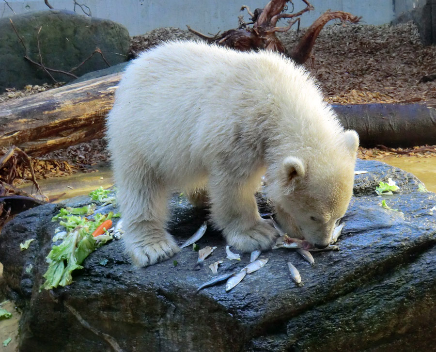 Eisbärbaby ANORI am 26. Mai 2012 im Wuppertaler Zoo