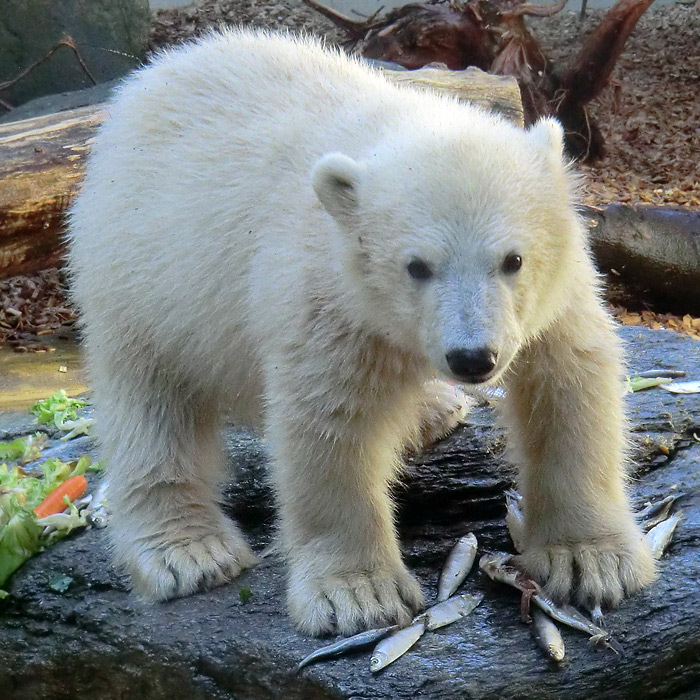 Eisbärbaby ANORI am 26. Mai 2012 im Wuppertaler Zoo