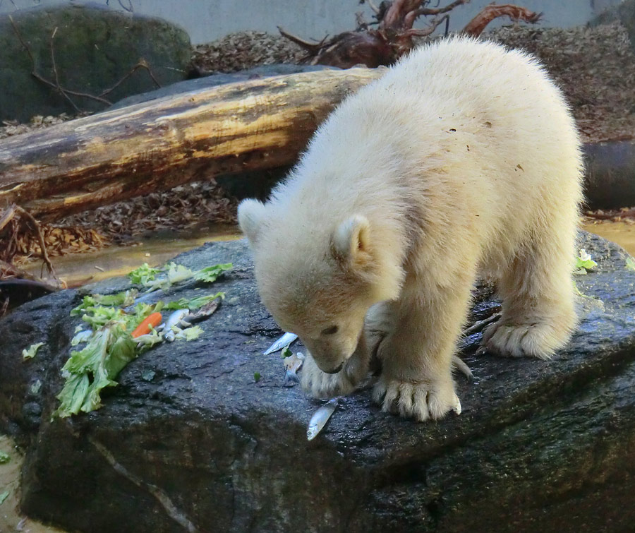 Eisbärbaby ANORI am 26. Mai 2012 im Zoologischen Garten Wuppertal