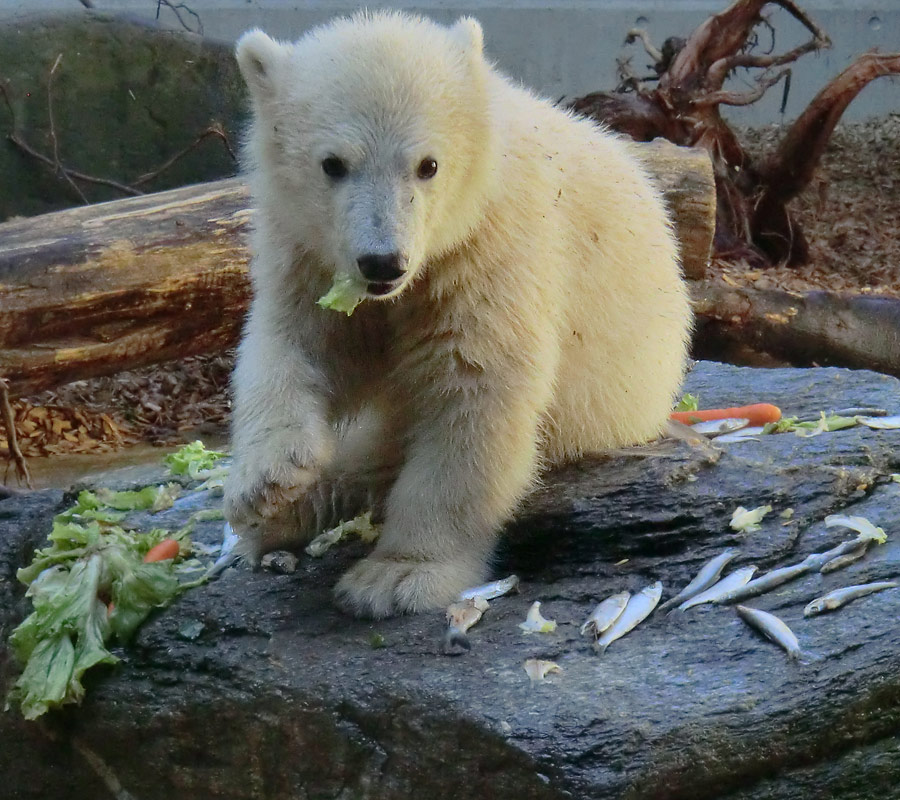 Eisbärbaby ANORI am 26. Mai 2012 im Wuppertaler Zoo