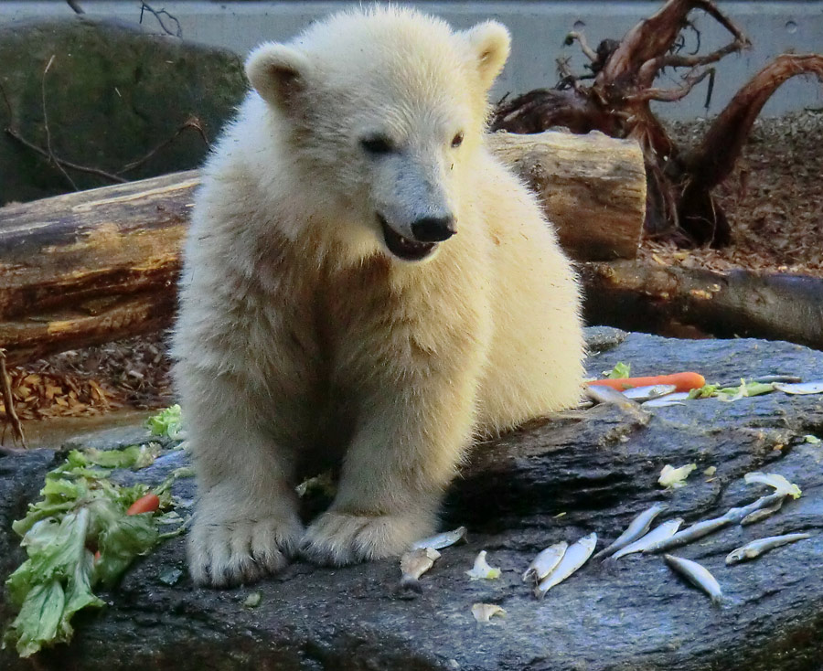 Eisbärbaby ANORI am 26. Mai 2012 im Zoo Wuppertal