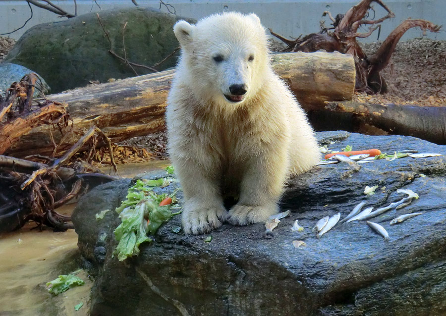 Eisbärbaby ANORI am 26. Mai 2012 im Zoologischen Garten Wuppertal