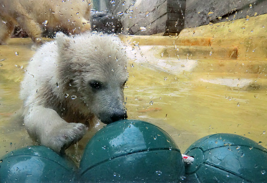 Eisbärmädchen ANORI am 27. Mai 2012 im Zoo Wuppertal