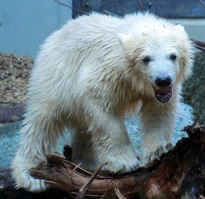 Eisbärmädchen ANORI am 27. Mai 2012 im Wuppertaler Zoo