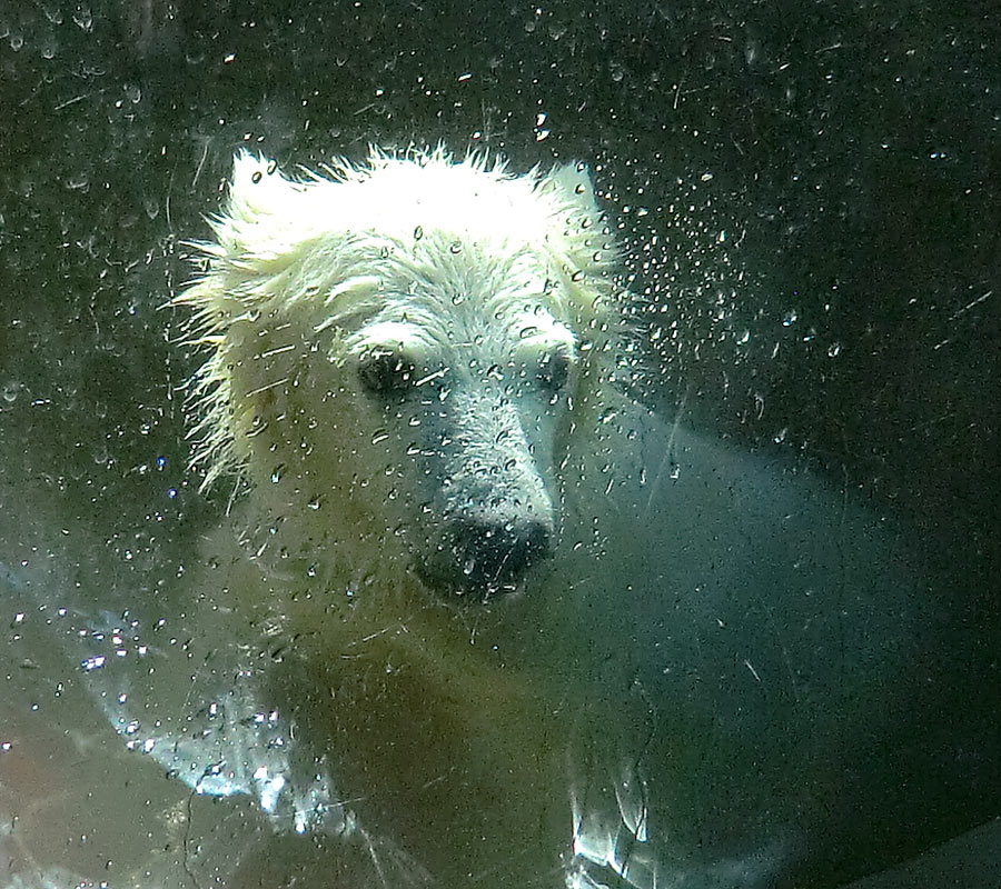 Eisbärmädchen ANORI am 27. Mai 2012 im Zoo Wuppertal
